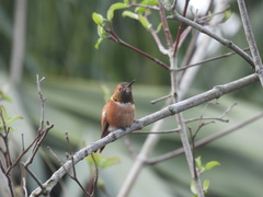 Selasphorus sasin