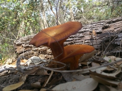 Omphalotus subilludens