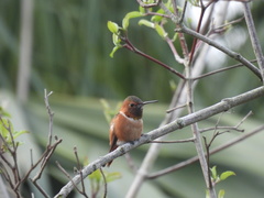Selasphorus sasin