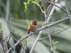 Selasphorus sasin