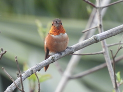 Selasphorus sasin