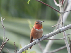 Selasphorus sasin