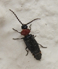 Ditemnus latilobus