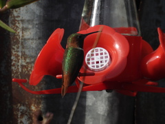 Selasphorus sasin