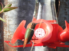 Selasphorus sasin