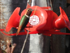 Selasphorus sasin