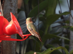 Selasphorus sasin