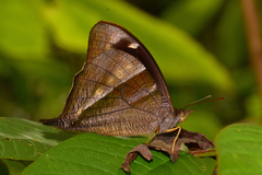 Corades pannonia