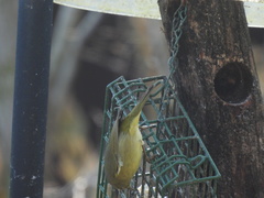 Leiothlypis celata