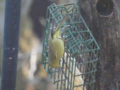 Leiothlypis celata