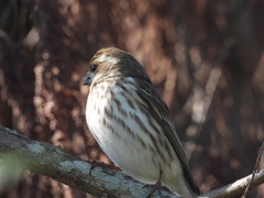Haemorhous purpureus
