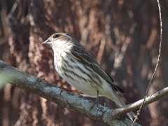 Haemorhous purpureus