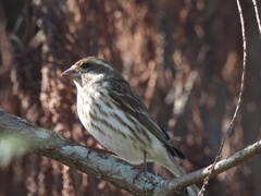 Haemorhous purpureus