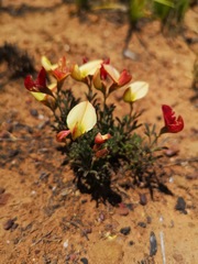 Lotononis exstipulata