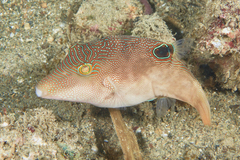 Canthigaster compressa