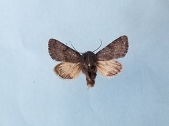 Lasionycta impingens