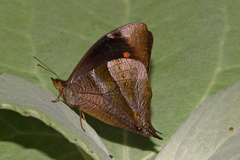 Corades pannonia