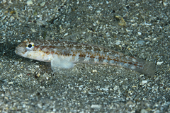 Gobius roulei