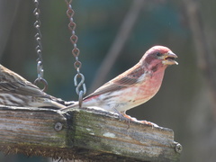 Haemorhous purpureus
