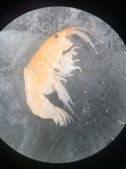 Platorchestia platensis