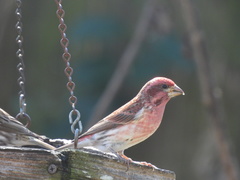Haemorhous purpureus