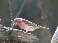 Haemorhous purpureus