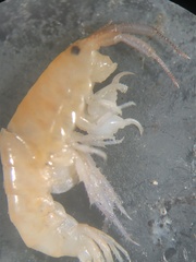 Platorchestia platensis