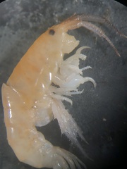 Platorchestia platensis