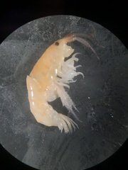 Platorchestia platensis