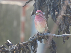 Haemorhous purpureus