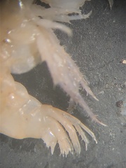 Platorchestia platensis