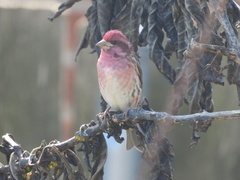 Haemorhous purpureus