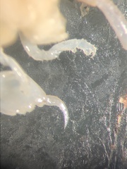 Platorchestia platensis