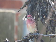 Haemorhous purpureus