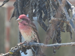 Haemorhous purpureus