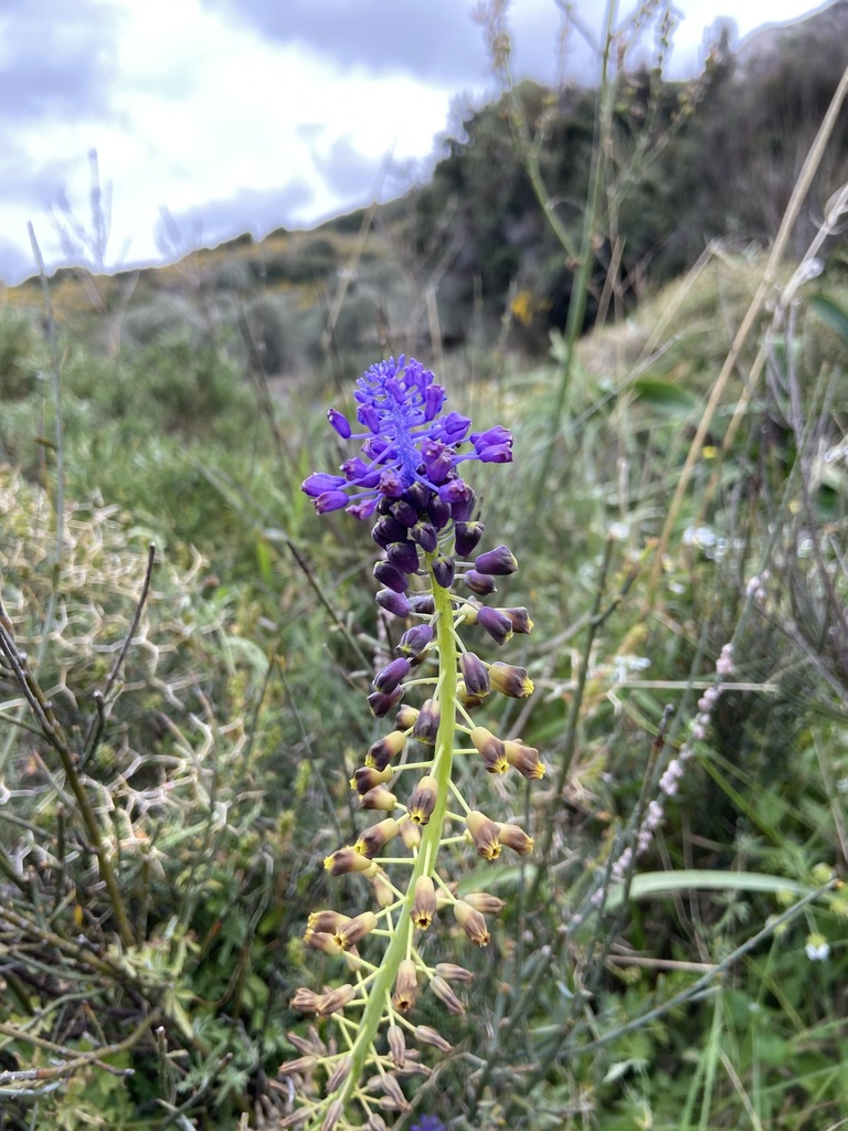 Muscari cycladicum