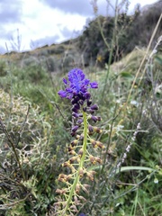 Muscari cycladicum