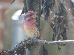 Haemorhous purpureus