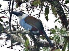 Andigena nigrirostris