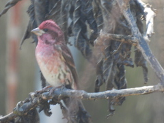 Haemorhous purpureus