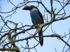 Andigena nigrirostris