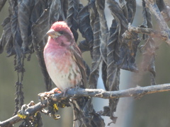 Haemorhous purpureus