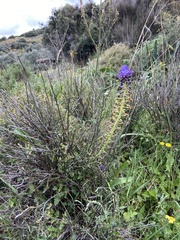 Muscari cycladicum
