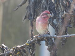 Haemorhous purpureus