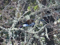 Andigena nigrirostris