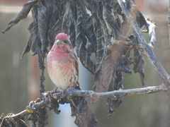 Haemorhous purpureus
