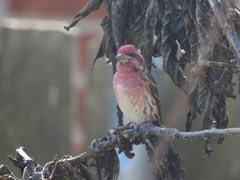 Haemorhous purpureus