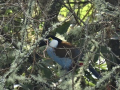 Andigena nigrirostris