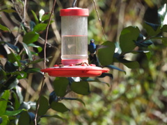 Cynanthus latirostris