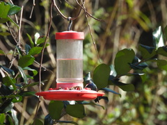 Cynanthus latirostris